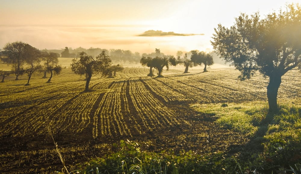Olive Fields with Trees