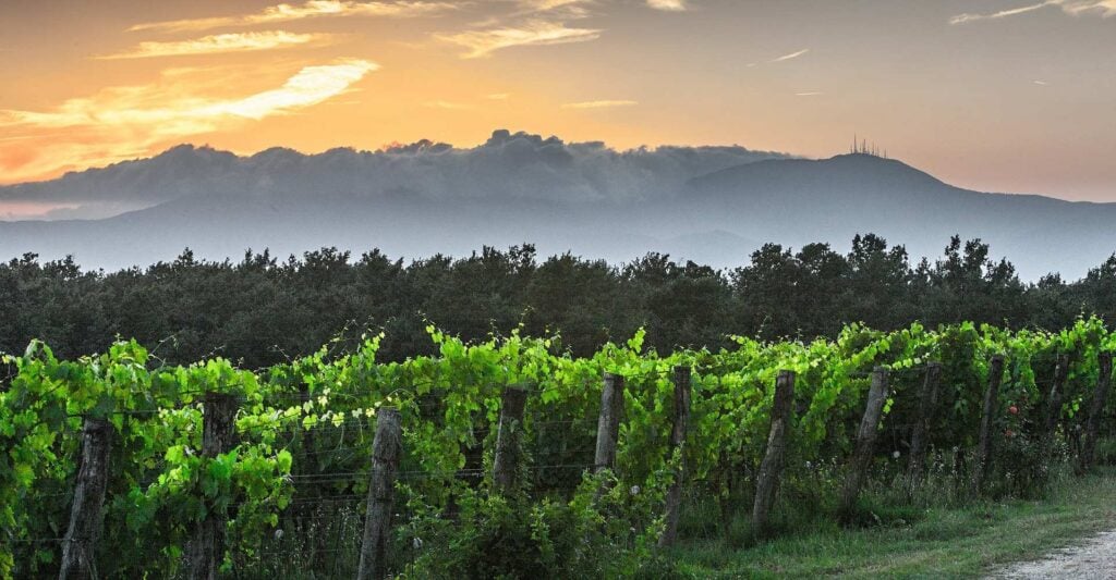 Tuscany Vineyards