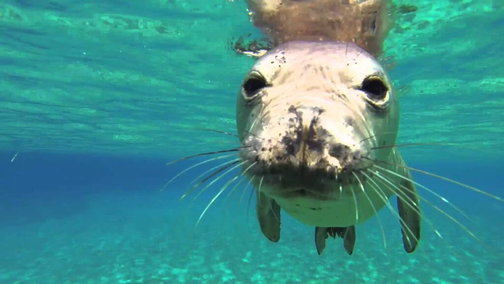 foca