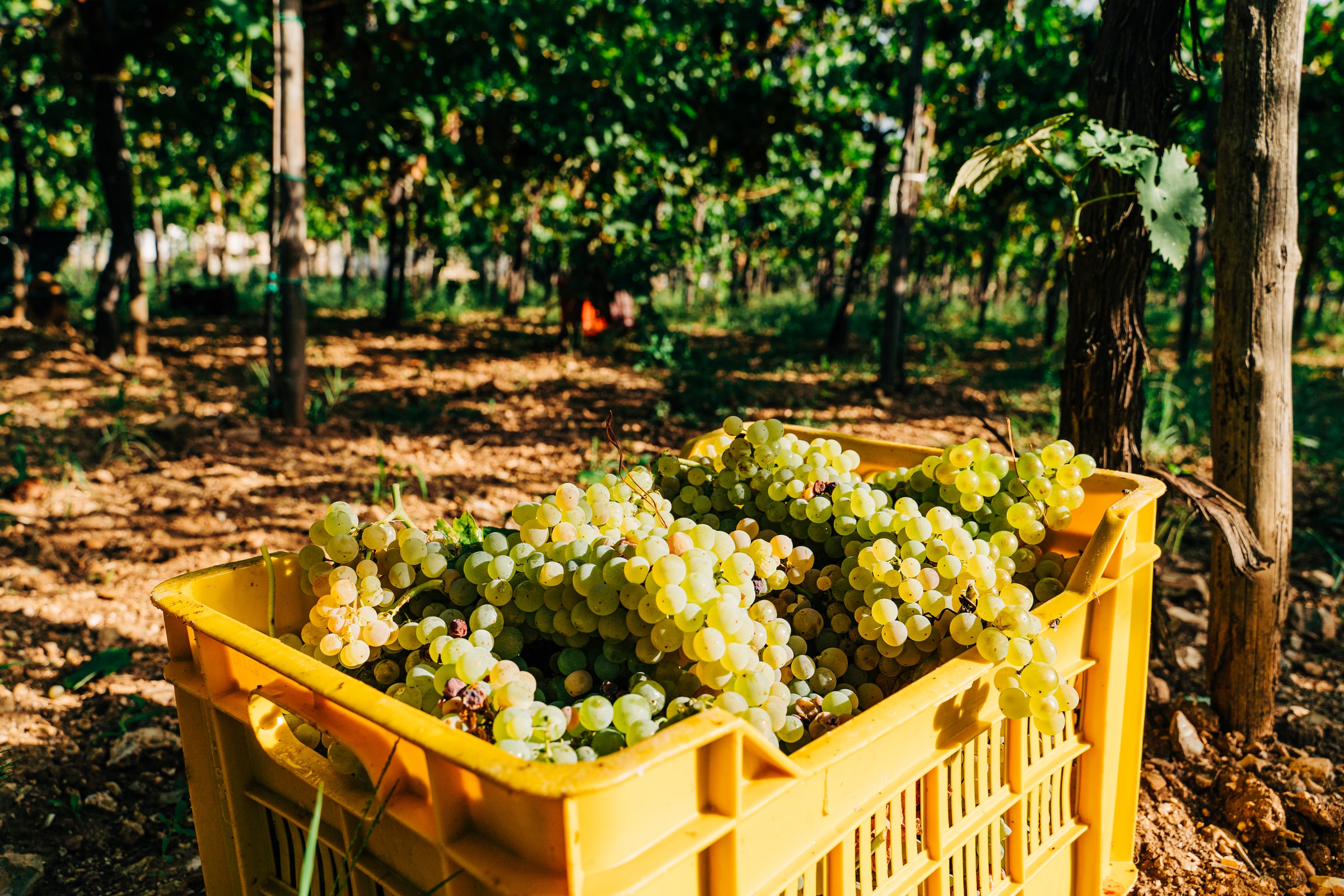 Vineyard in Puglia