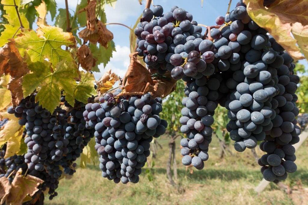 winegrowing